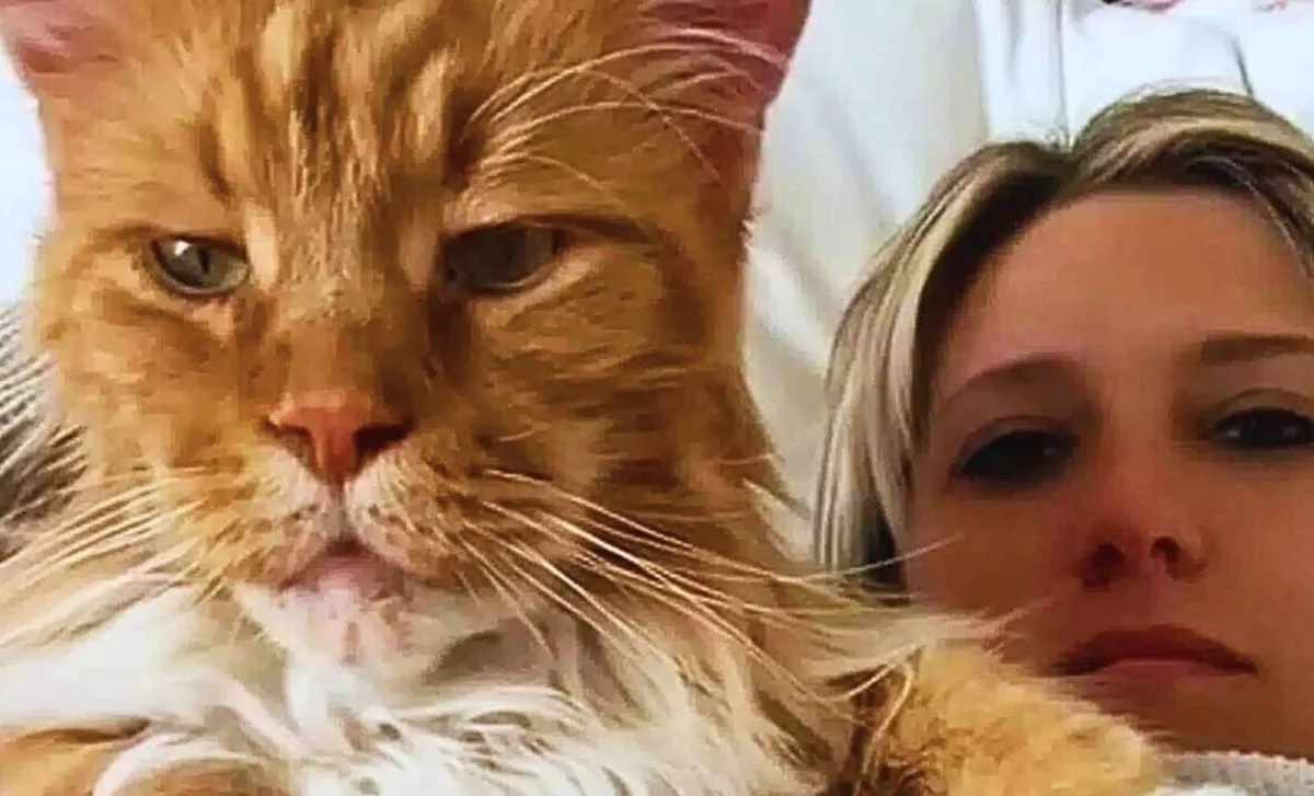 Finn — katten som blev en lokal legend och internetfenomen