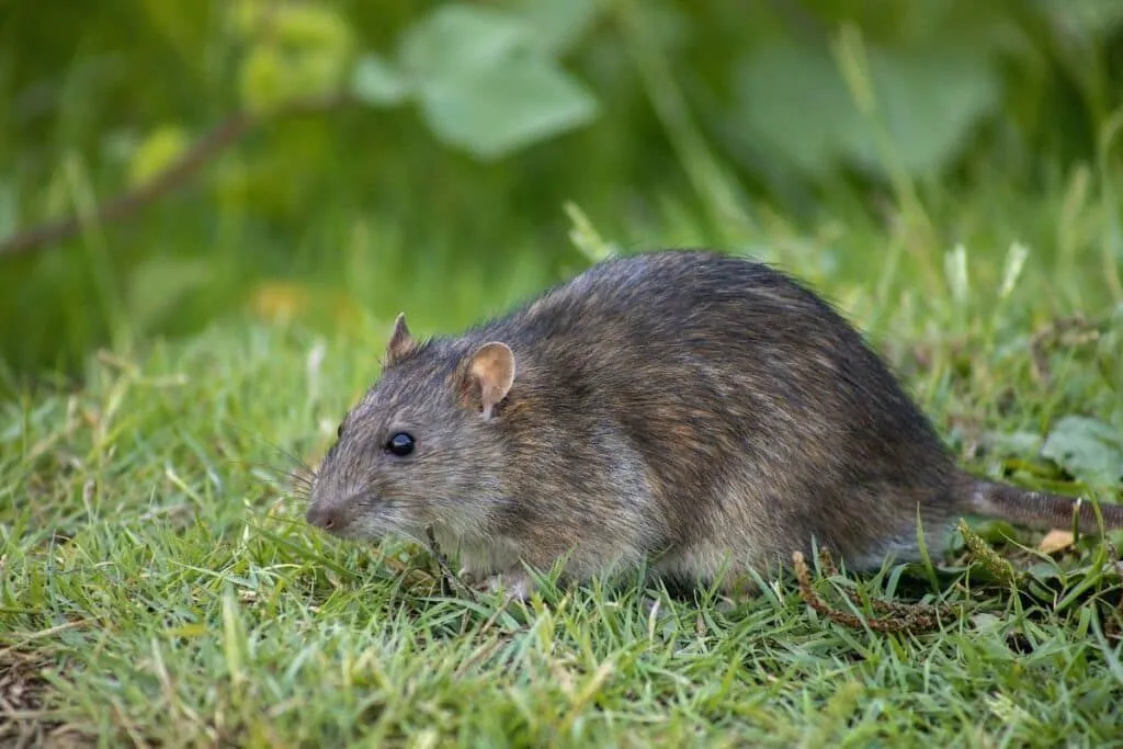 Oinbjudna gäster på vinden: så skyddar du ditt hem mot gnagare