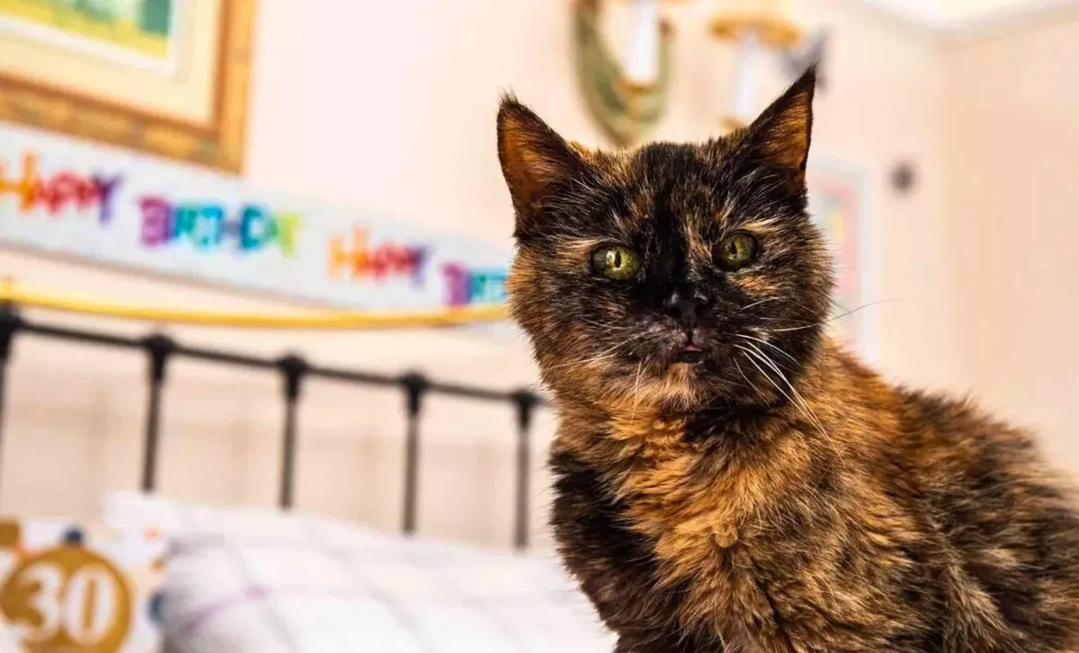 Millie, katten som just firade sin 30-årsdag
