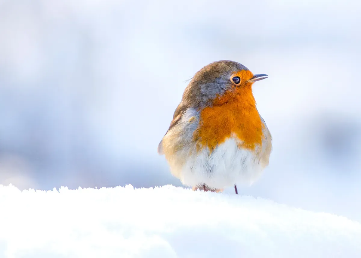 Varför korrekt återgivning av textinformation spelar roll