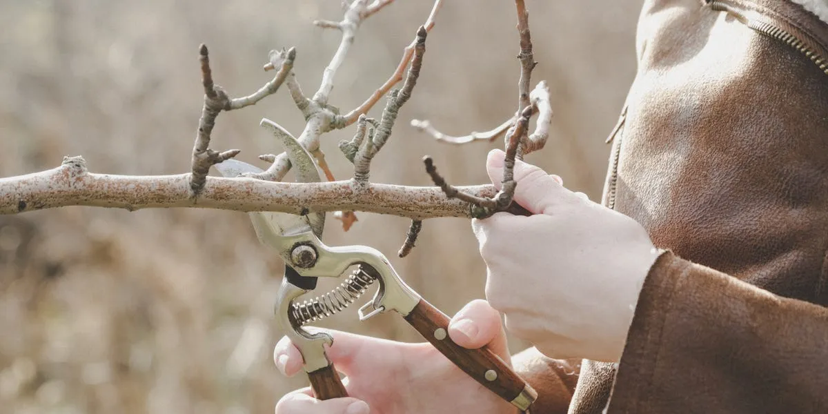 Bästa tiden att beskära i januari: så får du trädgården att blomma