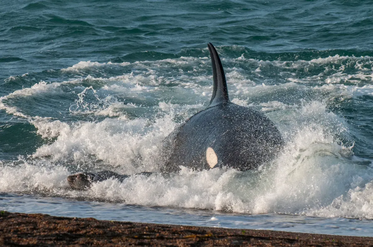 Späckhuggarnas oförutsägbara äventyr i Nordatlanten