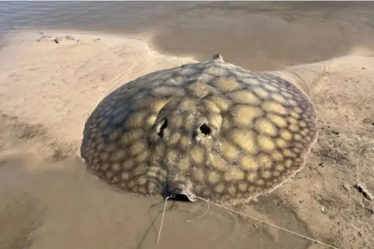 Stor rocka fångad i de annars lugna vattnen i Entre Ríos