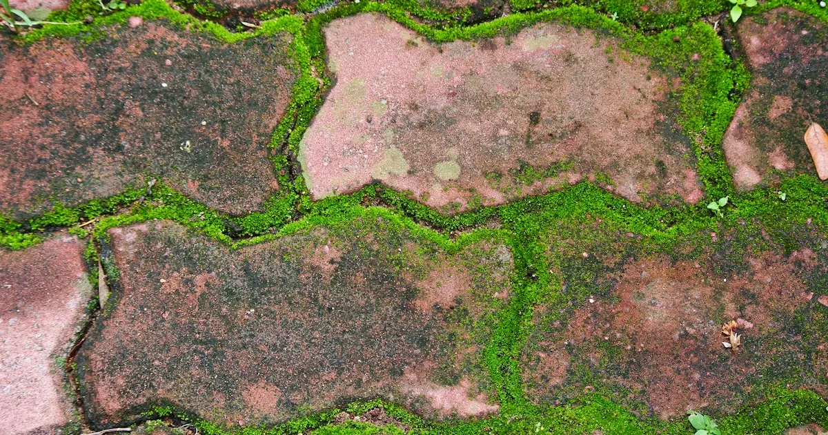 Få bort mossa på trädgårdsgångar: enkla huskurer att testa i vår